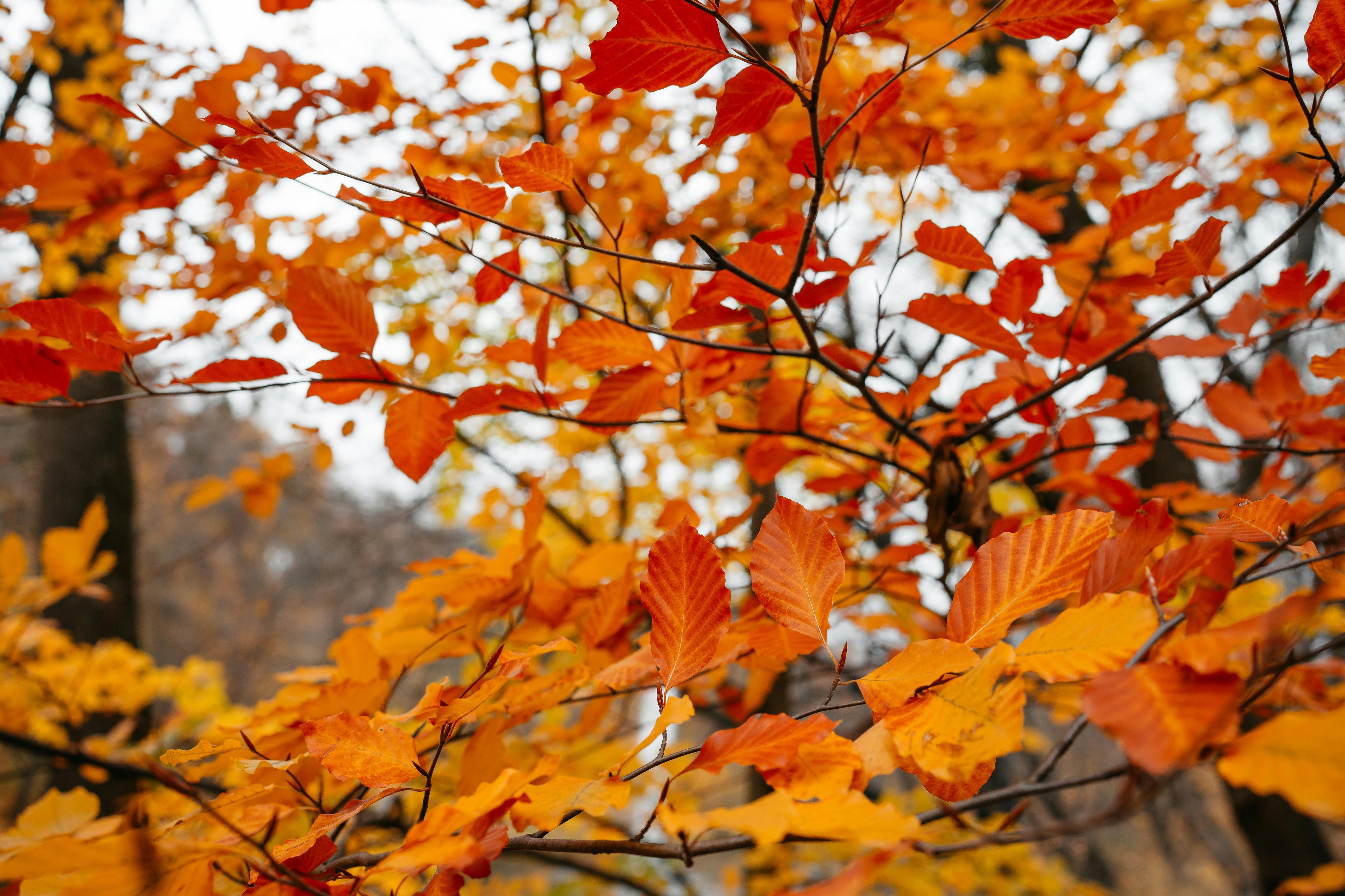 Cultivating Abundance: Your Complete Guide to Fall Vegetable Gardening