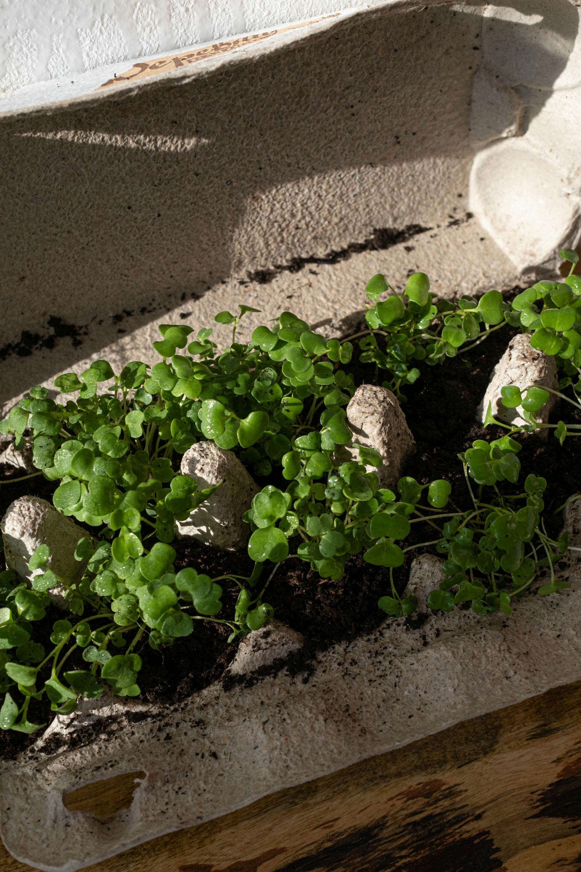 Starting Seeds Indoors: Complete Guide for Successful Seed Germination