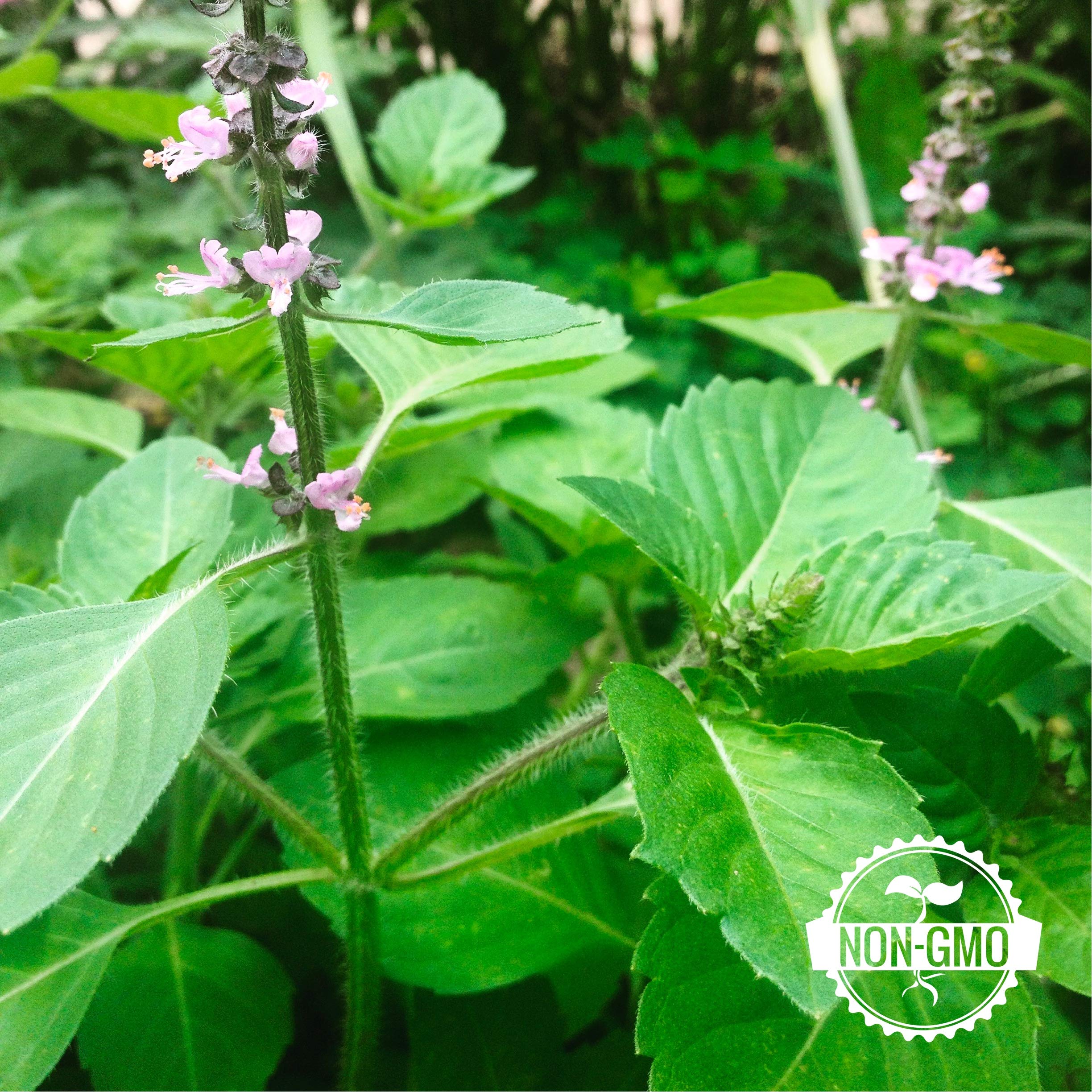 Holy Basil Seeds - Kapoor - Ocimum tenuiflorum/sanctum  Gaea's Blessing  Seeds