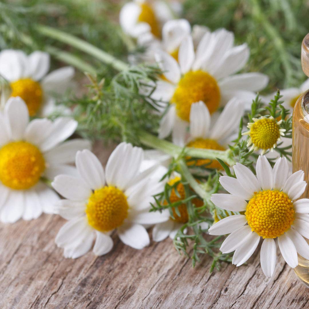 chamomile seeds from flower German Chamomile Seeds | Matricaria chamomilla