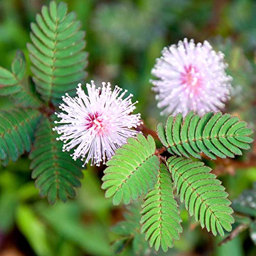 planting mimosa tree seeds Sensitive Plant Seeds