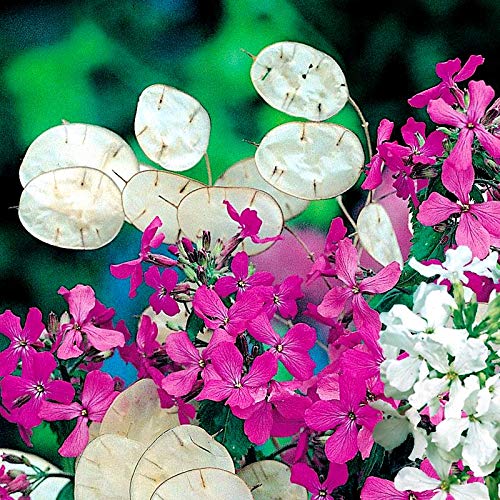 planting money seeds Honesty Seeds, Moonwort, Money Plant, Silver Dollar Plant, Lunaria annua/biennis