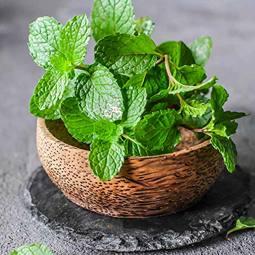 Organic Heirloom Spearmint Seeds
