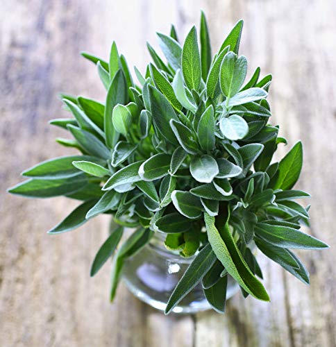 sage plant from seed Sage Seeds