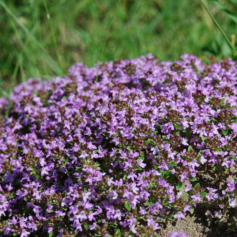 creeping thyme seed planting Creeping Thyme Seeds
