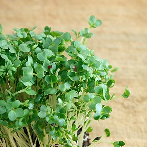 garden cress plant Curled Cress Seeds - Garden Cress - Pepper Cress