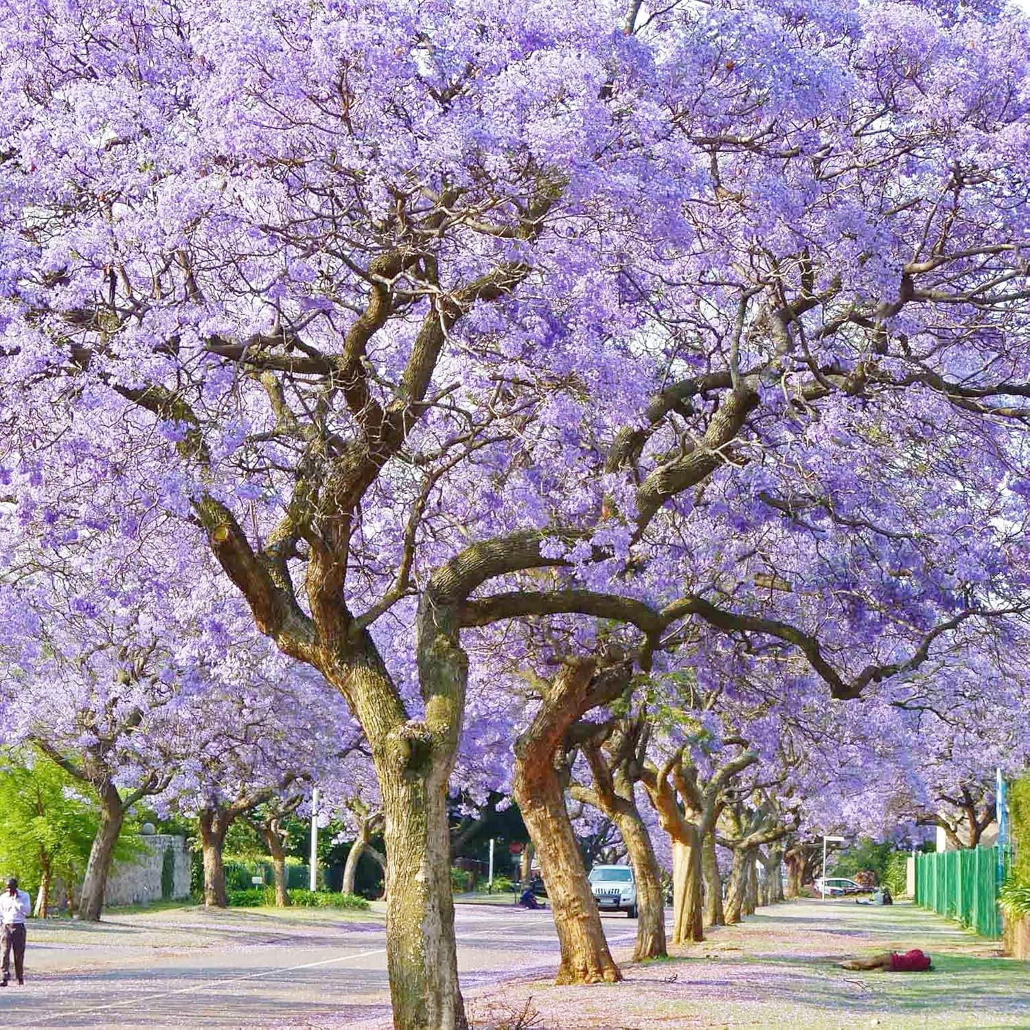 blue jacaranda from seed to flower Blue Jacaranda Seeds
