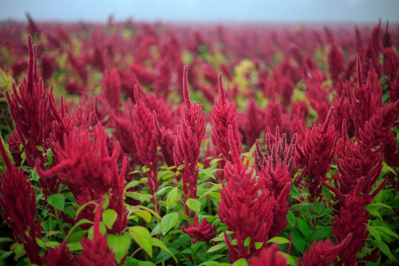 thumbnail image 2 of Red Garnet Amaranth Seeds - 1000+ Amaranthus Tricolor Annual Flower Seeds, NON-GMO, USA 2 of 10