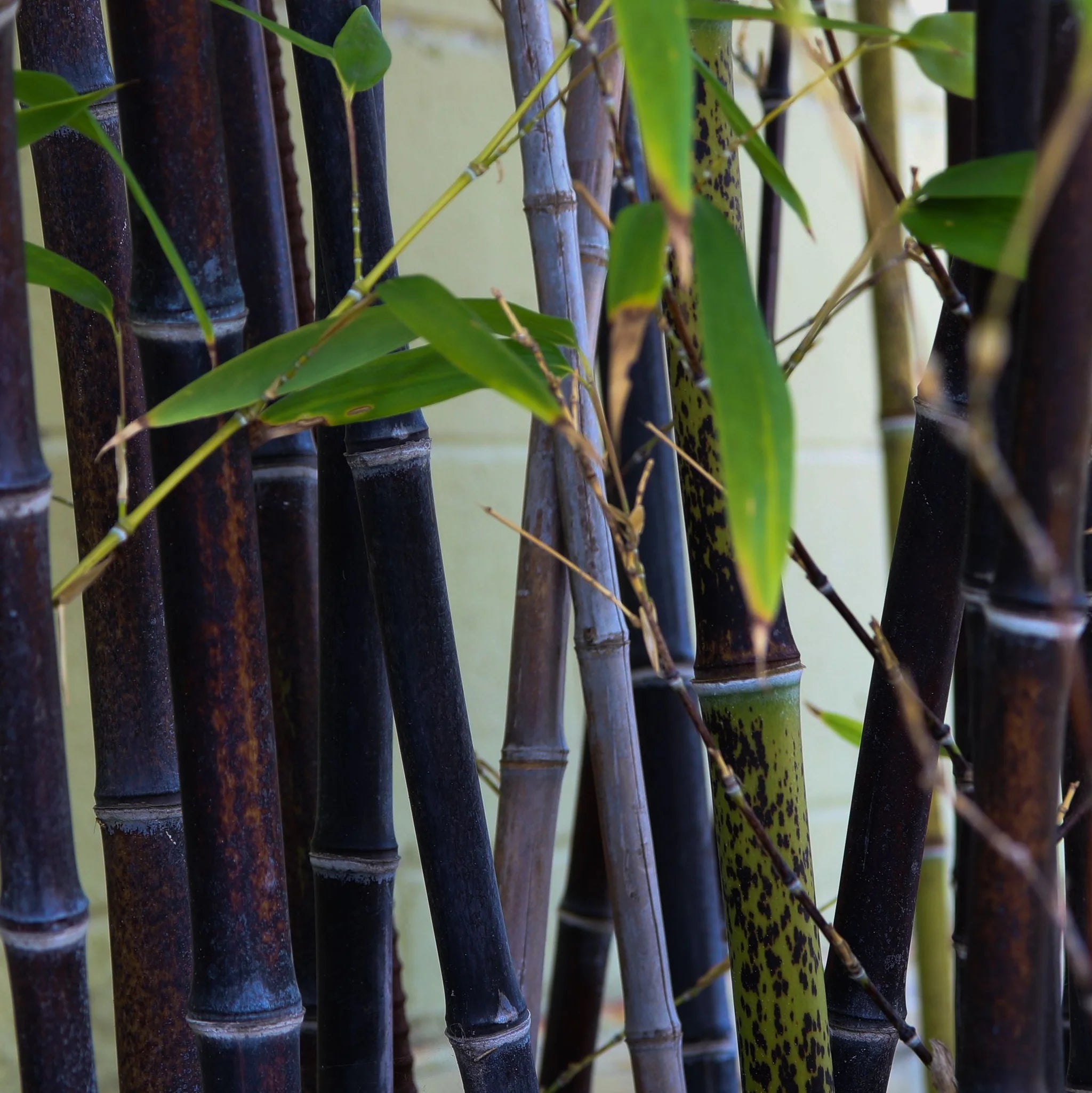planting black bamboo seeds Black Bamboo Seeds
