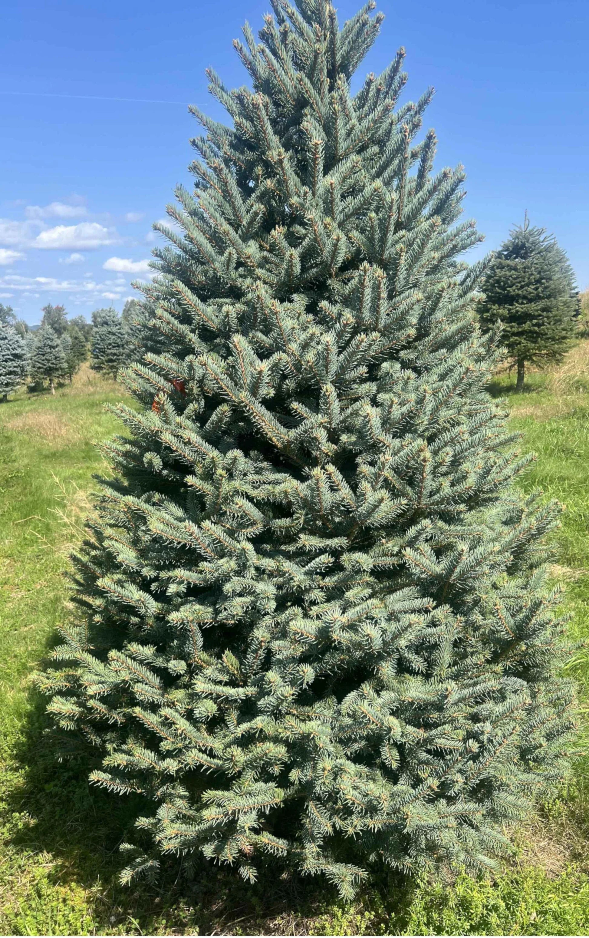 Blue Spruce Tree Seeds