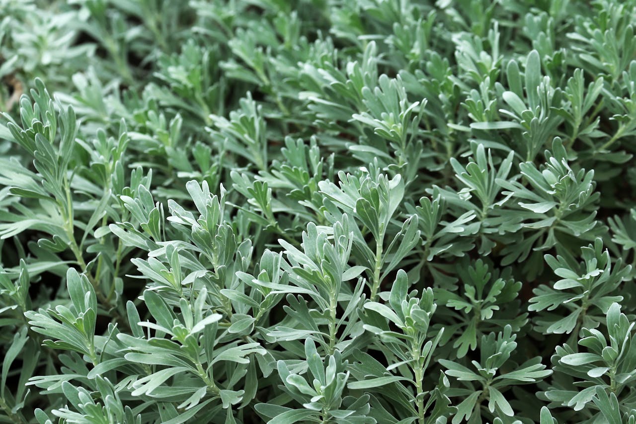 Wormwood Seeds - Artemesia Absinthium
