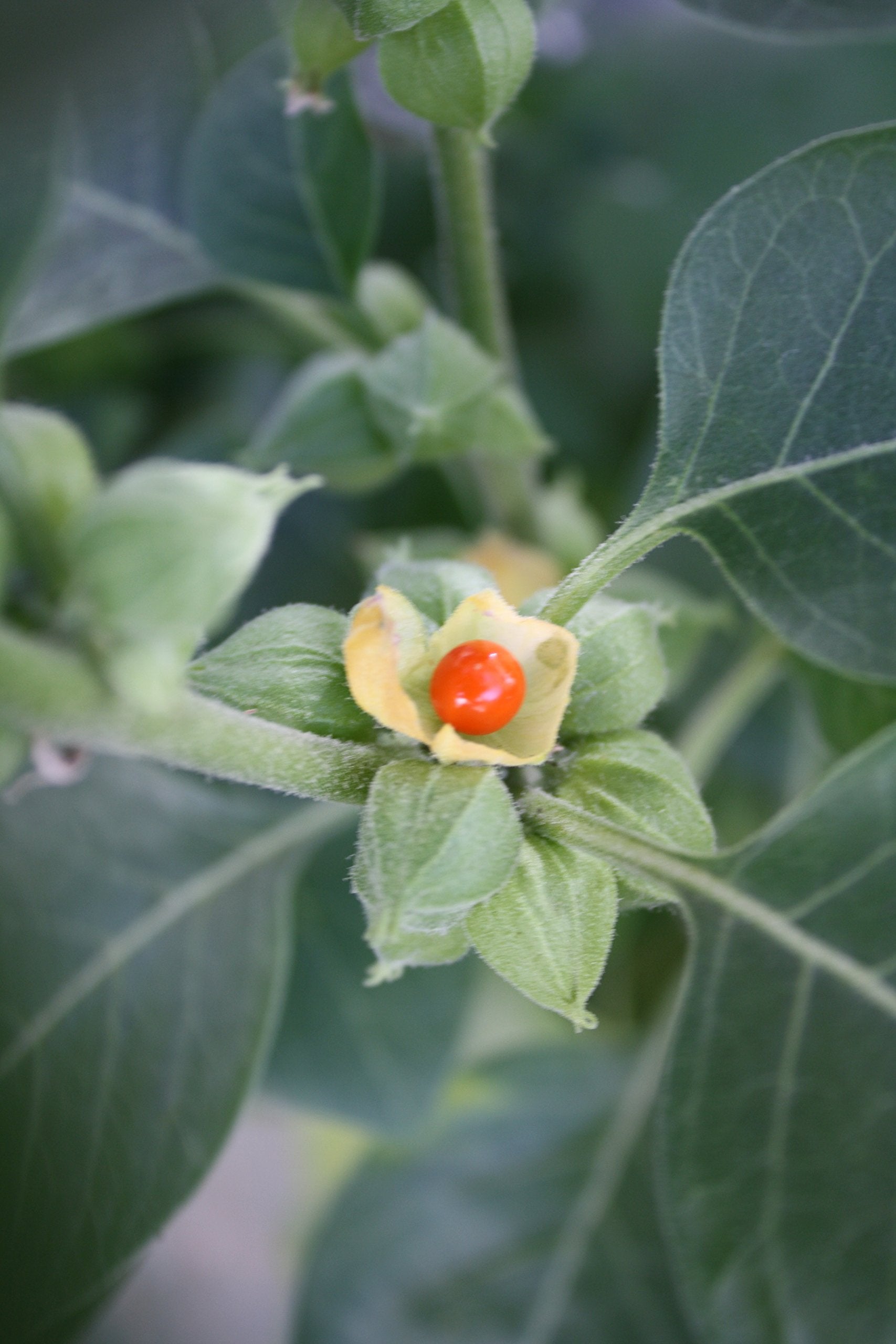 ashwagandha plant seeds online Ashwagandha Seeds