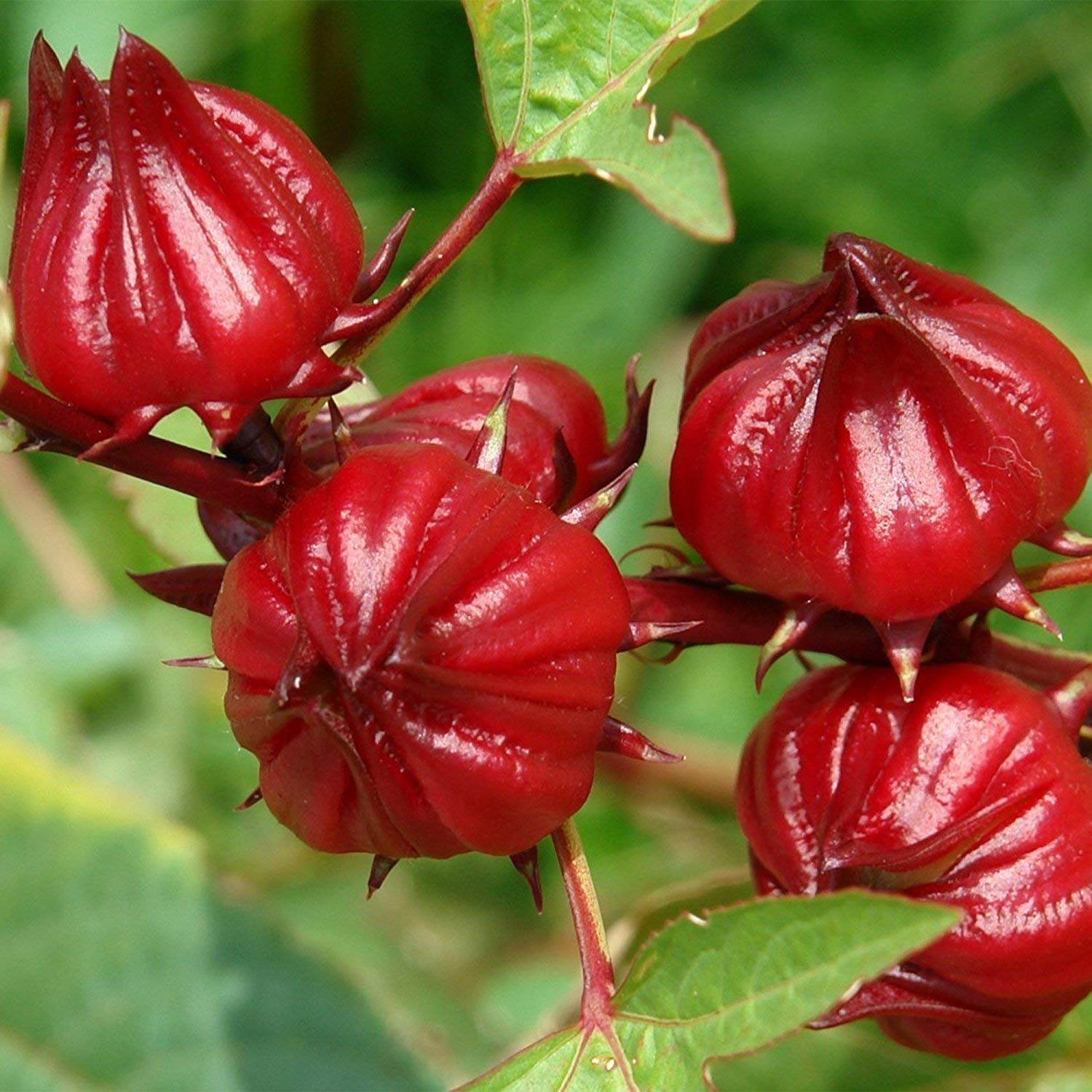 False Roselle - Eat The Weeds and other things, too, image size:1500x1500