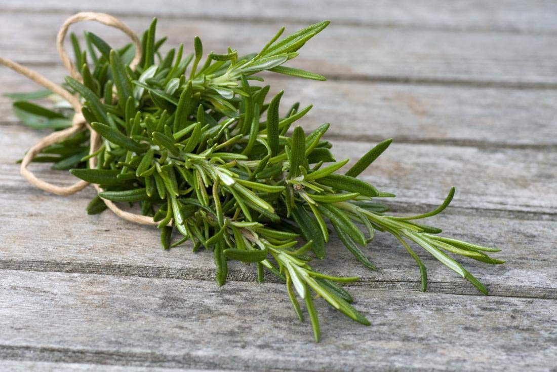 Rosemary Seeds – Gaea's Blessing Seeds