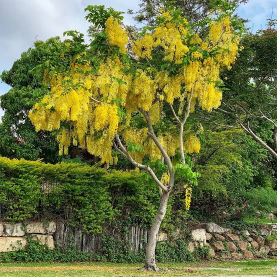 cassia seed plant Golden Shower Tree Seeds For Planting- Weeping Yellow