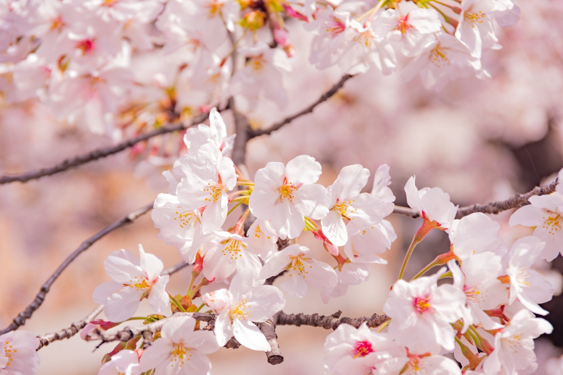 planting sakura seeds Japanese Cherry Blossom Tree Seeds - Sakura Tree Seeds