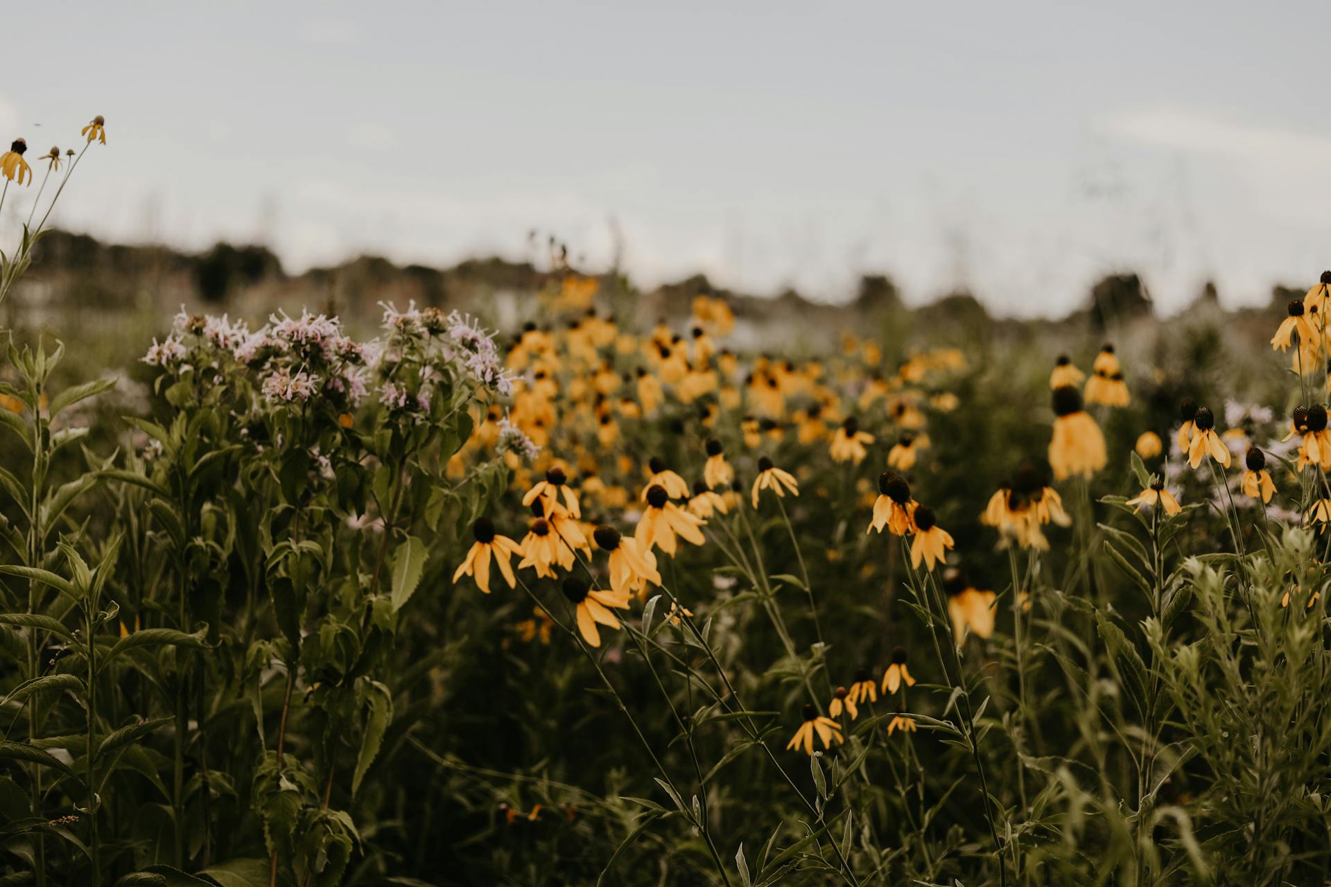 The Living Library: Why Biodiversity is the Guardian of Our Seeds and Future