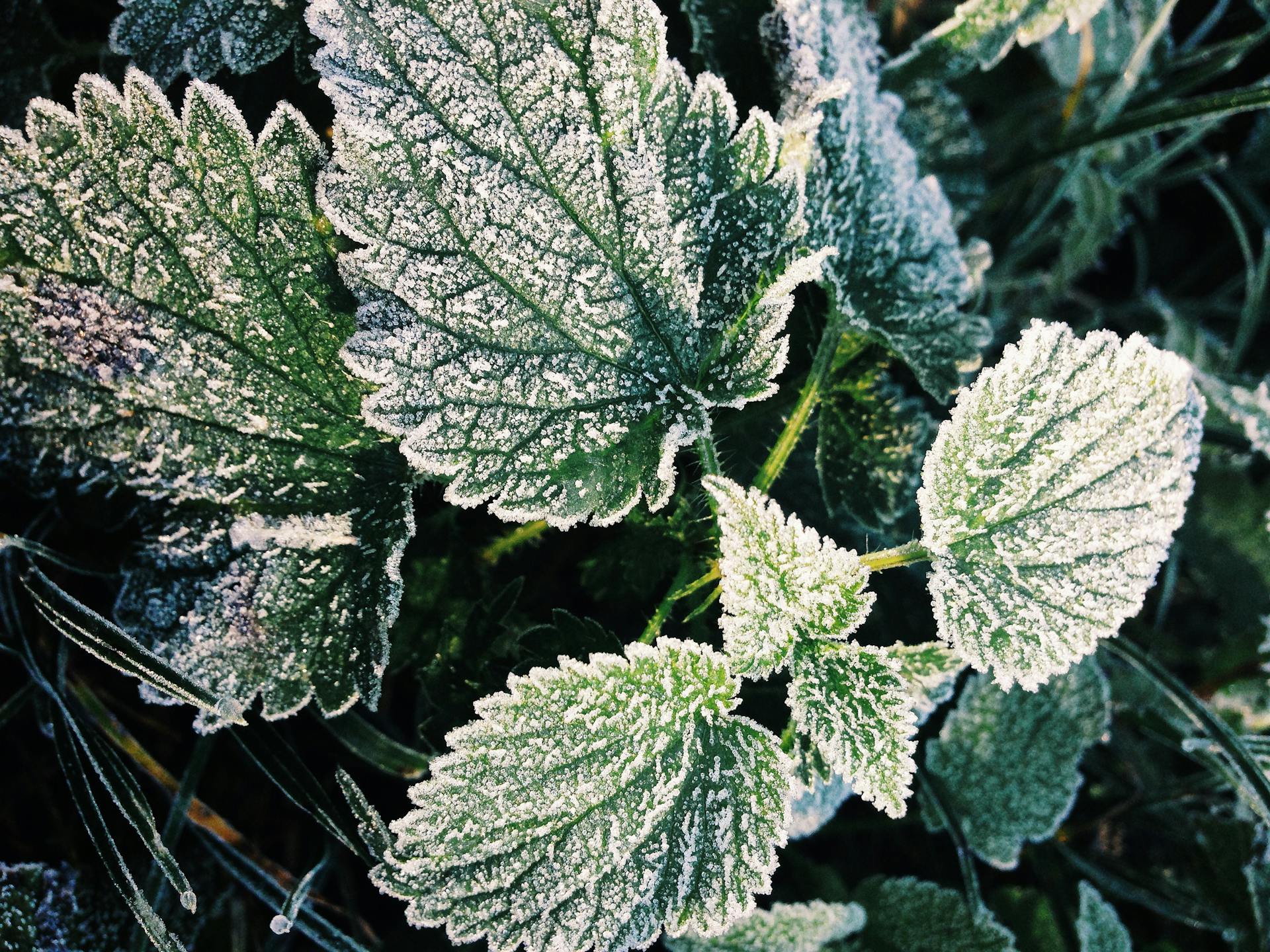 The Turning of Seasons: Understanding and Preparing for Your First Fall Frost