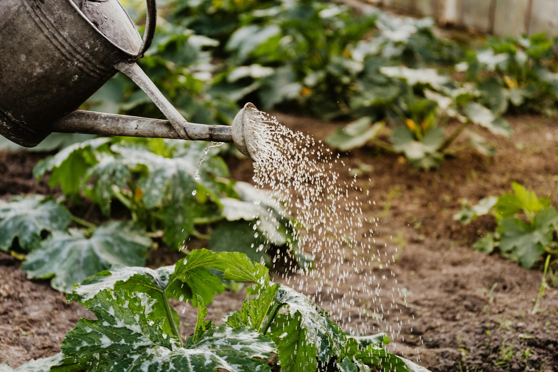 The Art of Watering: Timing Your Way to a Thriving Garden