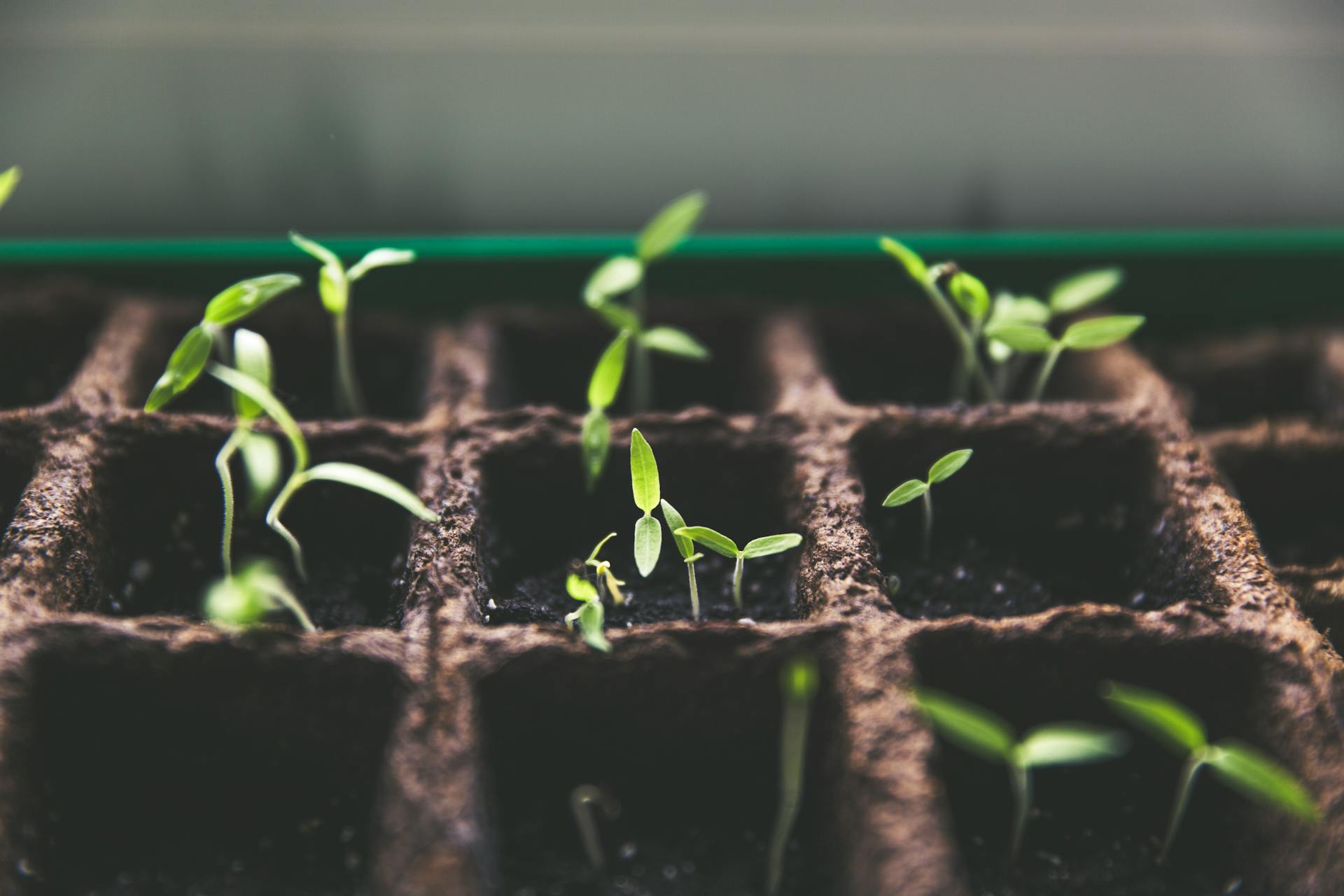 Cold Stratification for Seeds: Complete Guide to Winter Seed Treatment