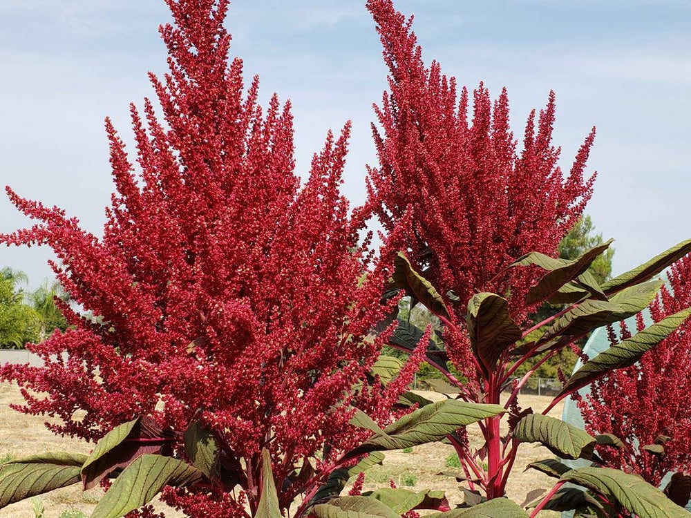 Amaranth