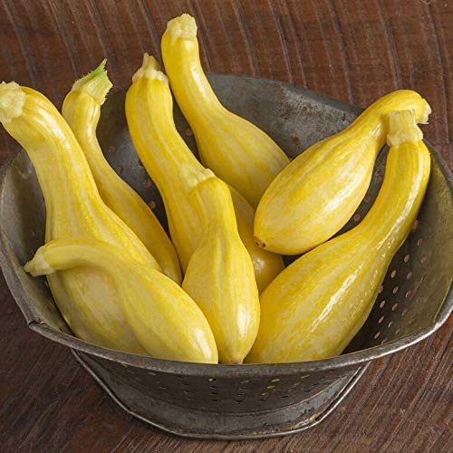 Squash