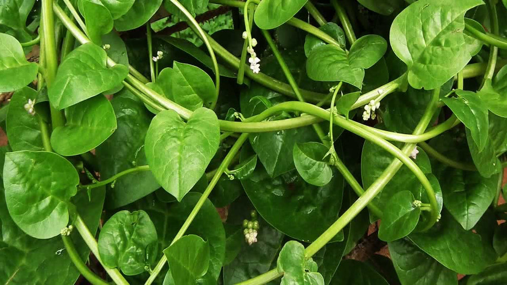 Malabar Spinach
