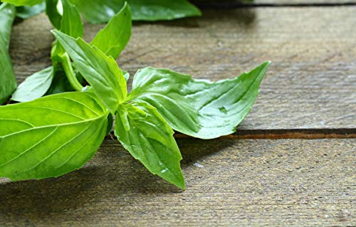 Basil
