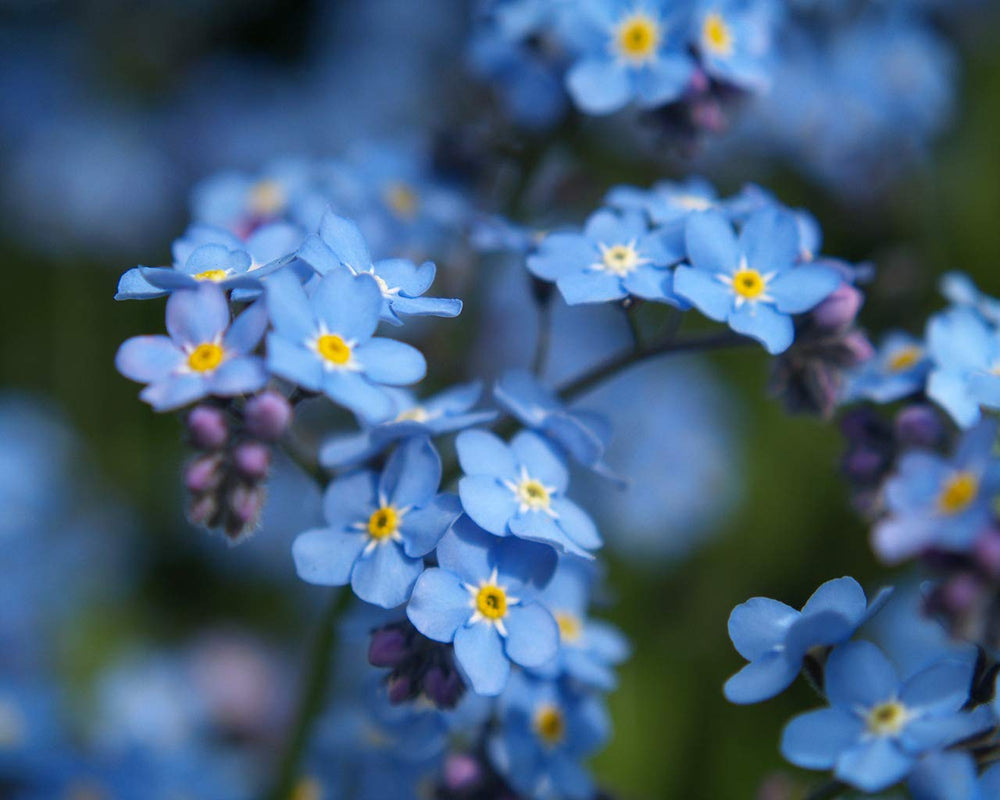Forget Me Not