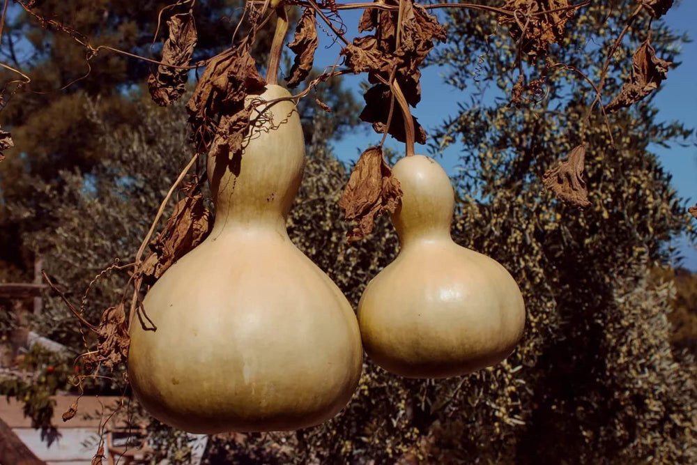 Gourd