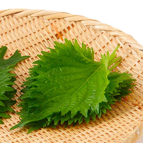 Green Shiso Seeds - Kaori/Ao - Perilla frutescens var crispa