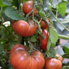 Tomato Seeds - Cherokee Purple Slicing Tomato - Lycopersicon esculentum