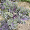 Gaea's Blessing Seeds - Kale Seeds - Non-GMO Seeds with Easy to Follow Planting Instructions - Open Pollinated, Untreated Heirloom