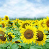 Sunflower Seeds - Heirloom Mammoth Grey Stripe - Helianthus annus
