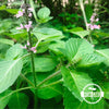 Holy Basil Seeds - Kapoor - Ocimum tenuiflorum/sanctum