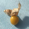 Tomatillo Seeds - Aunt Molly's - Physalis pruinosa