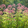 Joe Pye Weed Seeds - Eupatorium maculatum