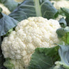 Cauliflower Seeds - Snowball Y Improved - Brassica oleracea