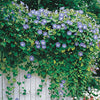 Morning Glory Seeds - Clarke's Heavenly Blue - Ipomea tricolor