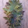 Gaea's Blessing Seeds - Kale Seeds - Non-GMO Seeds with Easy to Follow Planting Instructions - Open Pollinated, Untreated Heirloom