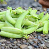Snap Pea Seeds - Sugar Ann - Pisum sativum