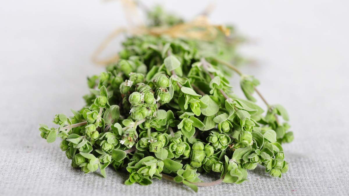 Sweet Marjoram Seeds - Origanum majorana – Gaea's Blessing Seeds