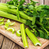 Celery Seeds - Tall Utah 52-70 - Apium graveolens