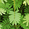 Sensitive Plant Seeds - Mimosa pudica
