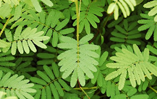 germinating sensitive plant seeds Sensitive Plant Seeds