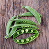 Sugar Snap Pea Seeds - Pisum sativum