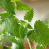 Gaea's Blessing Seeds - Catnip Seeds - Non-GMO Heirloom Seeds Nepata Cataria Open-Pollinated - with Easy to Follow Instructions - 90% Germination Rate Net Wt. 1.1g