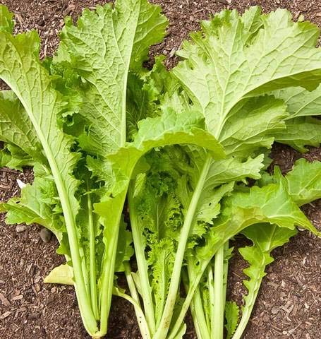 Mustard Greens Seeds - Southern Giant Curled - Brassica juncea