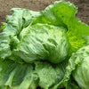 Lettuce Seeds - Iceberg Batavian - Lactuca sativa