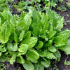Sorrel Herb Seeds - French - Rumex acetosa
